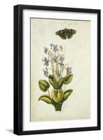 Botanical Study of a Violet-Jacques Le Moyne De Morgues-Framed Giclee Print