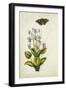 Botanical Study of a Violet-Jacques Le Moyne De Morgues-Framed Giclee Print