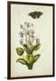 Botanical Study of a Violet-Jacques Le Moyne De Morgues-Framed Giclee Print