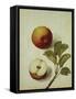 Botanical Study of an Apple-Jacques Le Moyne De Morgues-Framed Stretched Canvas