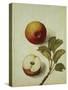 Botanical Study of an Apple-Jacques Le Moyne De Morgues-Stretched Canvas