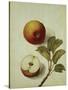 Botanical Study of an Apple-Jacques Le Moyne De Morgues-Stretched Canvas