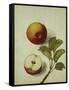 Botanical Study of an Apple-Jacques Le Moyne De Morgues-Framed Stretched Canvas