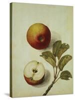 Botanical Study of an Apple-Jacques Le Moyne De Morgues-Stretched Canvas