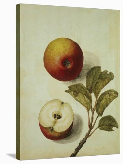 Botanical Study of an Apple-Jacques Le Moyne De Morgues-Stretched Canvas