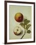 Botanical Study of an Apple-Jacques Le Moyne De Morgues-Framed Giclee Print