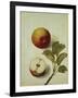 Botanical Study of an Apple-Jacques Le Moyne De Morgues-Framed Giclee Print