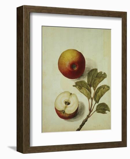 Botanical Study of an Apple-Jacques Le Moyne De Morgues-Framed Giclee Print