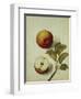 Botanical Study of an Apple-Jacques Le Moyne De Morgues-Framed Giclee Print