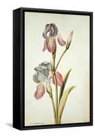 Botanical Study of an Iris-Jacques Le Moyne De Morgues-Framed Stretched Canvas