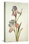 Botanical Study of an Iris-Jacques Le Moyne De Morgues-Stretched Canvas