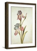 Botanical Study of an Iris-Jacques Le Moyne De Morgues-Framed Giclee Print