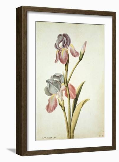 Botanical Study of an Iris-Jacques Le Moyne De Morgues-Framed Giclee Print