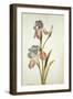 Botanical Study of an Iris-Jacques Le Moyne De Morgues-Framed Giclee Print