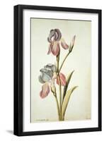 Botanical Study of an Iris-Jacques Le Moyne De Morgues-Framed Giclee Print