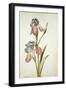 Botanical Study of an Iris-Jacques Le Moyne De Morgues-Framed Giclee Print