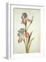 Botanical Study of an Iris-Jacques Le Moyne De Morgues-Framed Giclee Print