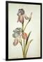 Botanical Study of an Iris-Jacques Le Moyne De Morgues-Framed Giclee Print