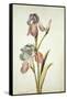 Botanical Study of an Iris-Jacques Le Moyne De Morgues-Framed Stretched Canvas