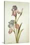 Botanical Study of an Iris-Jacques Le Moyne De Morgues-Stretched Canvas