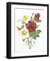 Botanical Study of Hellebore-Pierre-Joseph Redouté-Framed Giclee Print