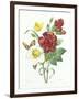 Botanical Study of Hellebore-Pierre-Joseph Redouté-Framed Giclee Print