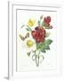 Botanical Study of Hellebore-Pierre-Joseph Redouté-Framed Giclee Print