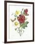 Botanical Study of Hellebore-Pierre-Joseph Redouté-Framed Giclee Print