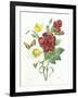 Botanical Study of Hellebore-Pierre-Joseph Redouté-Framed Giclee Print