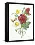 Botanical Study of Hellebore-Pierre-Joseph Redouté-Framed Stretched Canvas