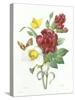 Botanical Study of Hellebore-Pierre-Joseph Redouté-Stretched Canvas