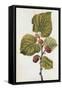 Botanical Study of Mulberry-Jacques Le Moyne De Morgues-Framed Stretched Canvas