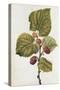 Botanical Study of Mulberry-Jacques Le Moyne De Morgues-Stretched Canvas