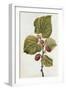 Botanical Study of Mulberry-Jacques Le Moyne De Morgues-Framed Giclee Print