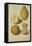 Botanical Study of Oranges and Lemons-Jacques Le Moyne De Morgues-Framed Stretched Canvas