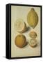 Botanical Study of Oranges and Lemons-Jacques Le Moyne De Morgues-Framed Stretched Canvas