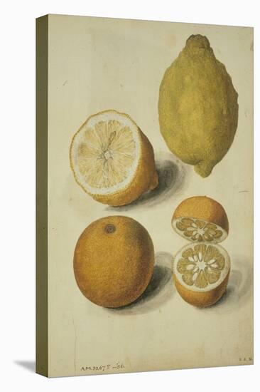 Botanical Study of Oranges and Lemons-Jacques Le Moyne De Morgues-Stretched Canvas