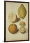 Botanical Study of Oranges and Lemons-Jacques Le Moyne De Morgues-Framed Giclee Print