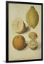 Botanical Study of Oranges and Lemons-Jacques Le Moyne De Morgues-Framed Giclee Print