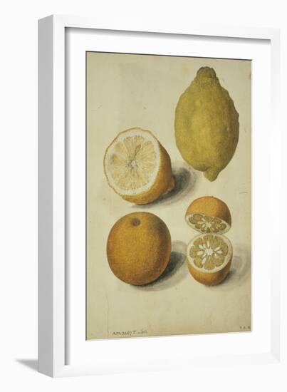 Botanical Study of Oranges and Lemons-Jacques Le Moyne De Morgues-Framed Giclee Print