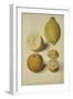 Botanical Study of Oranges and Lemons-Jacques Le Moyne De Morgues-Framed Giclee Print