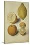 Botanical Study of Oranges and Lemons-Jacques Le Moyne De Morgues-Stretched Canvas
