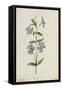 Botanical Study of Periwinkle-Jacques Le Moyne De Morgues-Framed Stretched Canvas