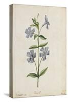 Botanical Study of Periwinkle-Jacques Le Moyne De Morgues-Stretched Canvas