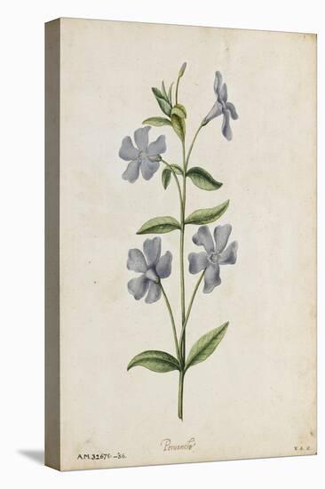 Botanical Study of Periwinkle-Jacques Le Moyne De Morgues-Stretched Canvas