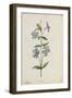 Botanical Study of Periwinkle-Jacques Le Moyne De Morgues-Framed Giclee Print