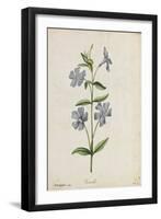 Botanical Study of Periwinkle-Jacques Le Moyne De Morgues-Framed Giclee Print