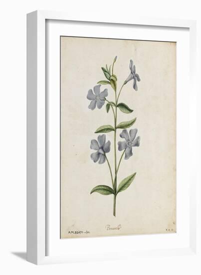 Botanical Study of Periwinkle-Jacques Le Moyne De Morgues-Framed Giclee Print