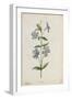 Botanical Study of Periwinkle-Jacques Le Moyne De Morgues-Framed Giclee Print