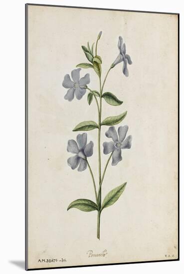 Botanical Study of Periwinkle-Jacques Le Moyne De Morgues-Mounted Giclee Print